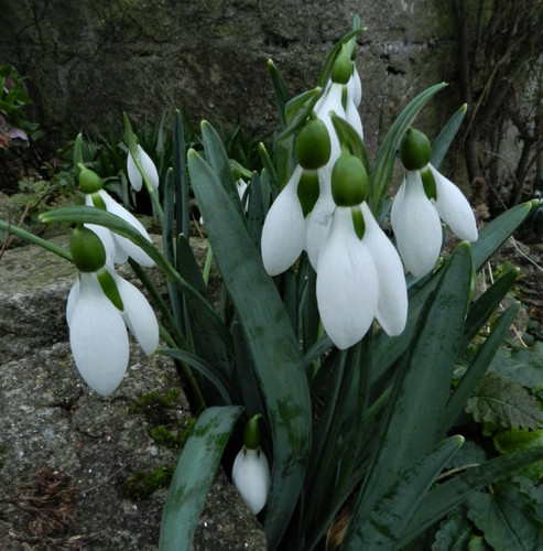 Galanthus cicely hall - cicely, very