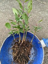 3x Organic Bay Leaf Tree /young Plants / Laurus nobilis /ready for planting now