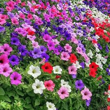 1000 Seeds Pack Petunia Multiflora Hybrida F2 Colorama Mixed - Vibrant Annual