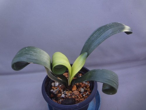 Sale clivia miniata - 【sale】clivia,