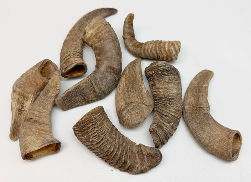 Sheep horns ram and - ram,