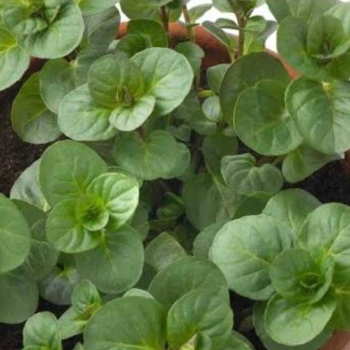 Mint plant orange mentha x - plant, 'orange'