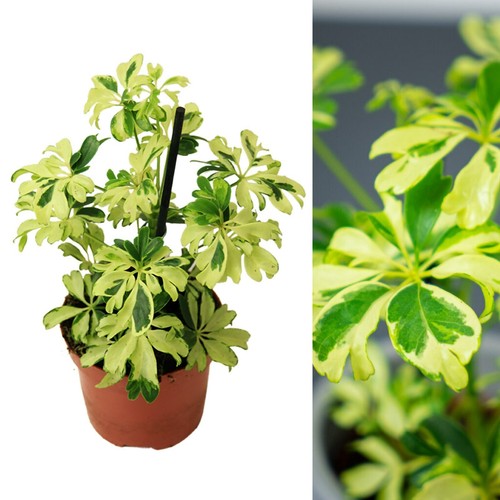 Schefflera arboricola janine - arboricola,