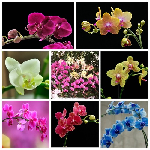 100 phalaenopsis seeds moth - phalaenopsis,