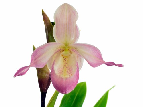 Phragmipedium professor bream - phragmipedium,