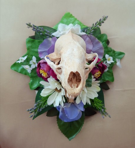 Real taxidermy wall mount - real,
