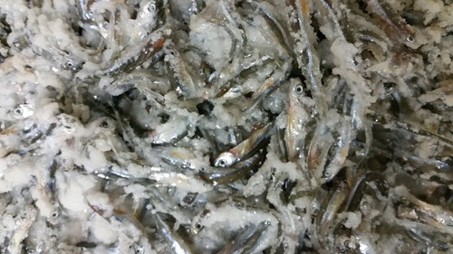 Bestbait salted emerald - bestbait,