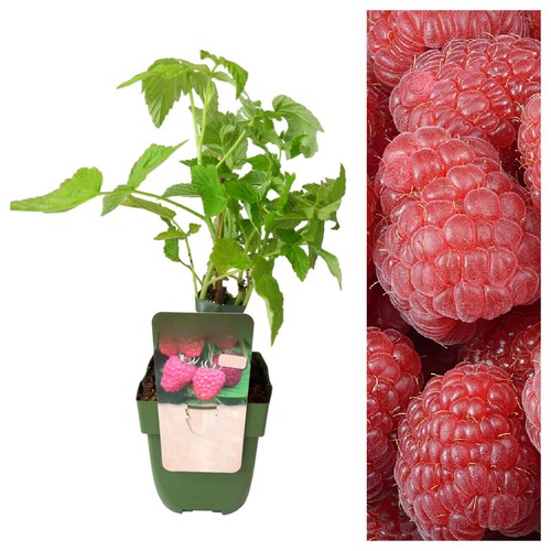 Raspberry plant double - raspberry,