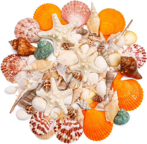 Sea shells mixed ocean - sea, shells,