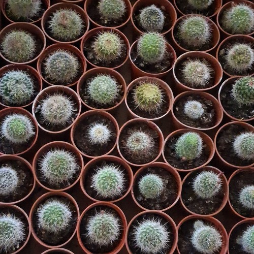 Rebutia mammillaria - x,