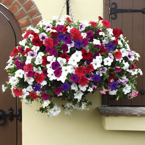 Petunia surfinia basket 10in - surfinia,