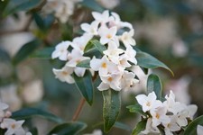 Daphne bholua Alba in a 2L