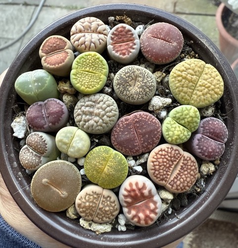 20pcs colourful lithops in - 17-20pcs,