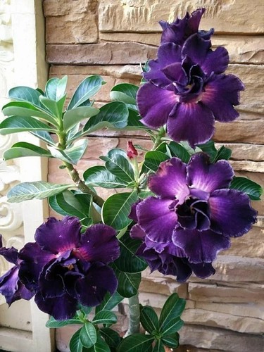 Savi desert rose - rose, adenium