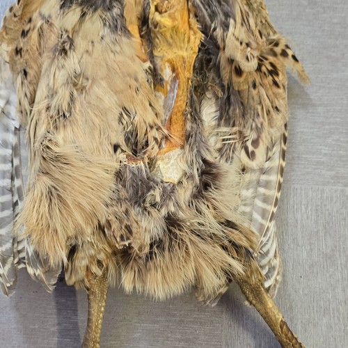 Pheasant