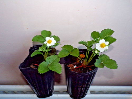 Strawberry vibrant large - ,