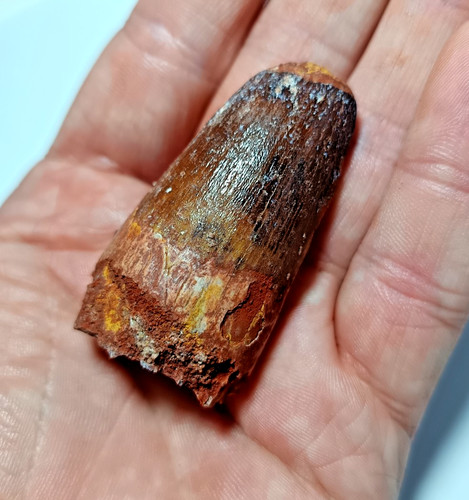 Chunky cretaceous fossil - cretaceous,