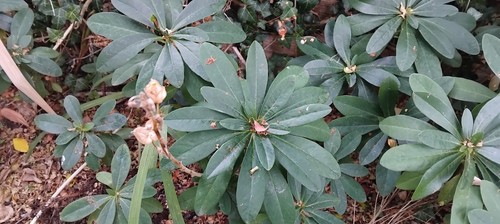 Euphorbia robbia - ,
