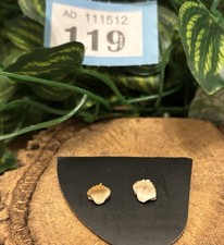 2 x Fossilized Nurse Shark