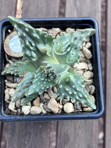 The tiger jaws succulent - jaws,