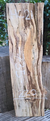 Spalted chestnut live - chestnut, edge