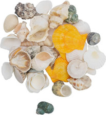 Mixed Shells Natural shell