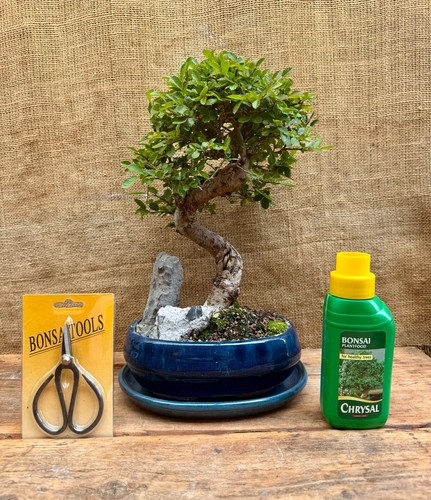 Chinese elm bonsai tree - chinese,