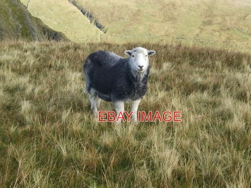 Photo herdwick sheep - ,