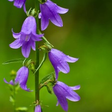 Campanula rapunculoides-