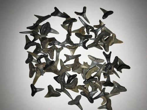 Fossilised shark teeth - fossilised,
