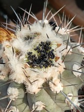 20x Copiapoa cinerea (hybrid)