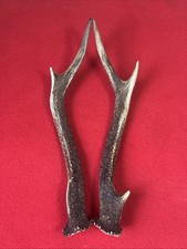 PAIR OF SIKA DEER ANTLERS 151g.   aprox. 27cm.
