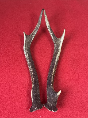 Pair sika deer antlers - pair,
