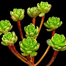 Aeonium Sedifolium dwarf