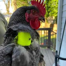 Heavy Duty Crow Reduction