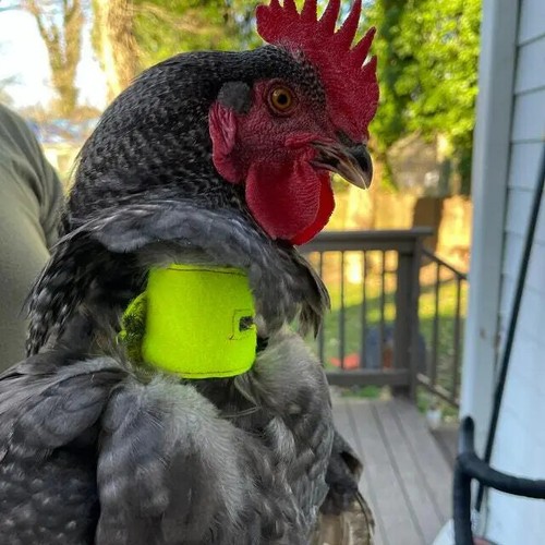 Heavy duty crow reduction - heavy,