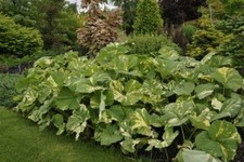 Petasites japonicus giganteus'