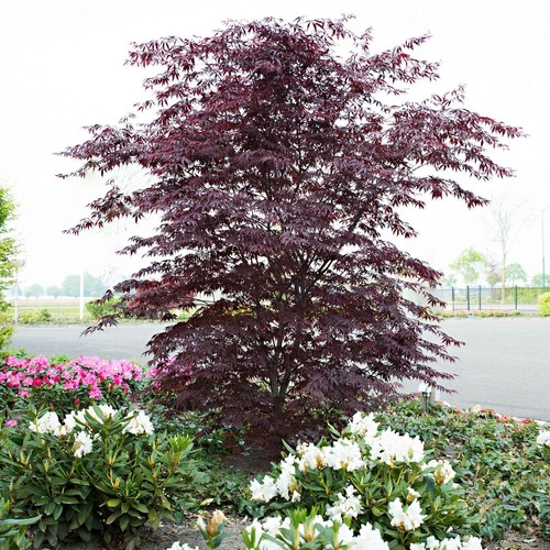 Acer palmatum black lace - acer,