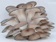 Blue/Grey Oyster mushroom