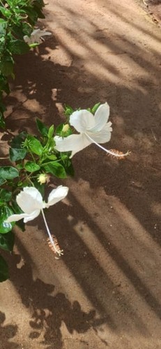 Hibiscus pure white - hibiscus,