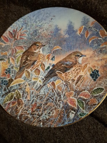 Song thrushes coalport - coalport, bird