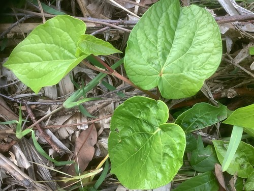 Fresh chewing betel nuts - chewing,