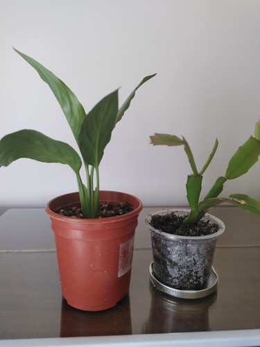 Peace lily pink christmas - &,