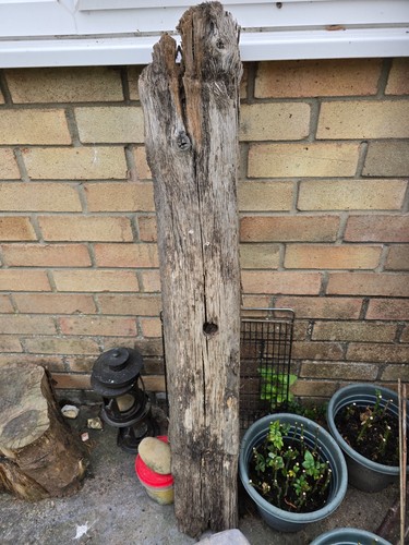 Very old oak - found, on