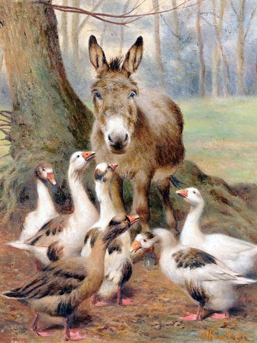Geese and donkey - a, secrets