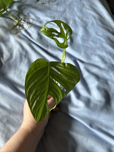 Monstera adansonii swiss - monstera,