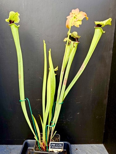 Sarracenia x - sarracenia, l18)