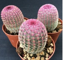 Echinocereus Rigidissimus Rubispinus Cactus Succulents Live Cacti Plant ROOTED