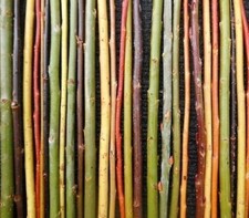 6 x willow cuttings. Mixed varieties, pot luck (Approx 30cm) FRESH