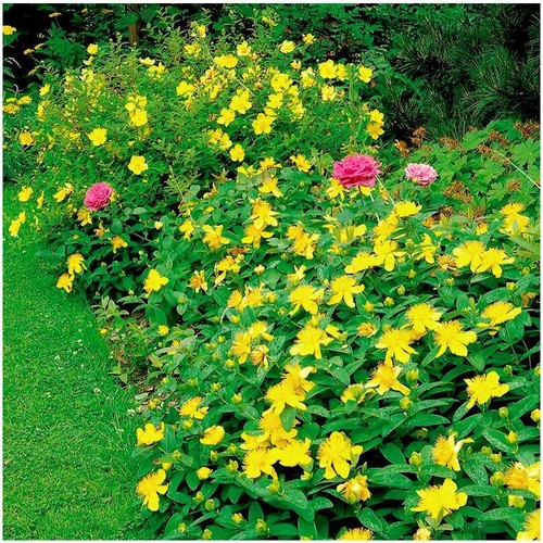 John wort hypericum - john's,